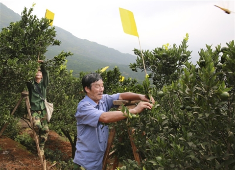 万面黄板插树梢五万橘林少用药