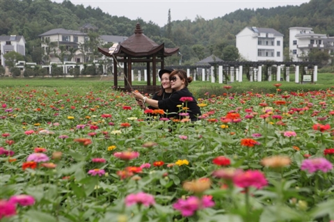 荆溪花海再度怒放