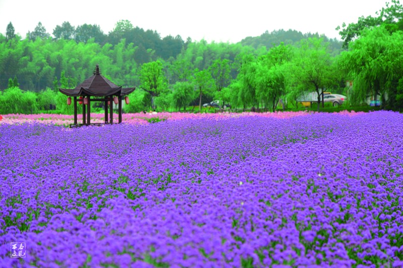 衢州的市花图片